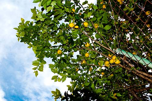 Citrons de Sóller